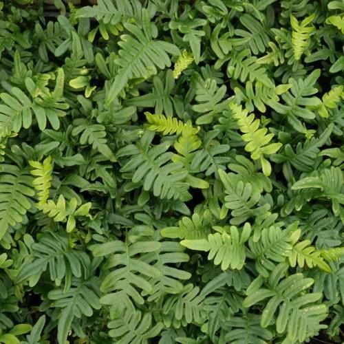 Piante & sementi: Polypode commun (fougère goût réglisse)  2 PLANTS – Nuovo (secondo la descrizione) da Bremblens venduto da FIBONACCI369 3
