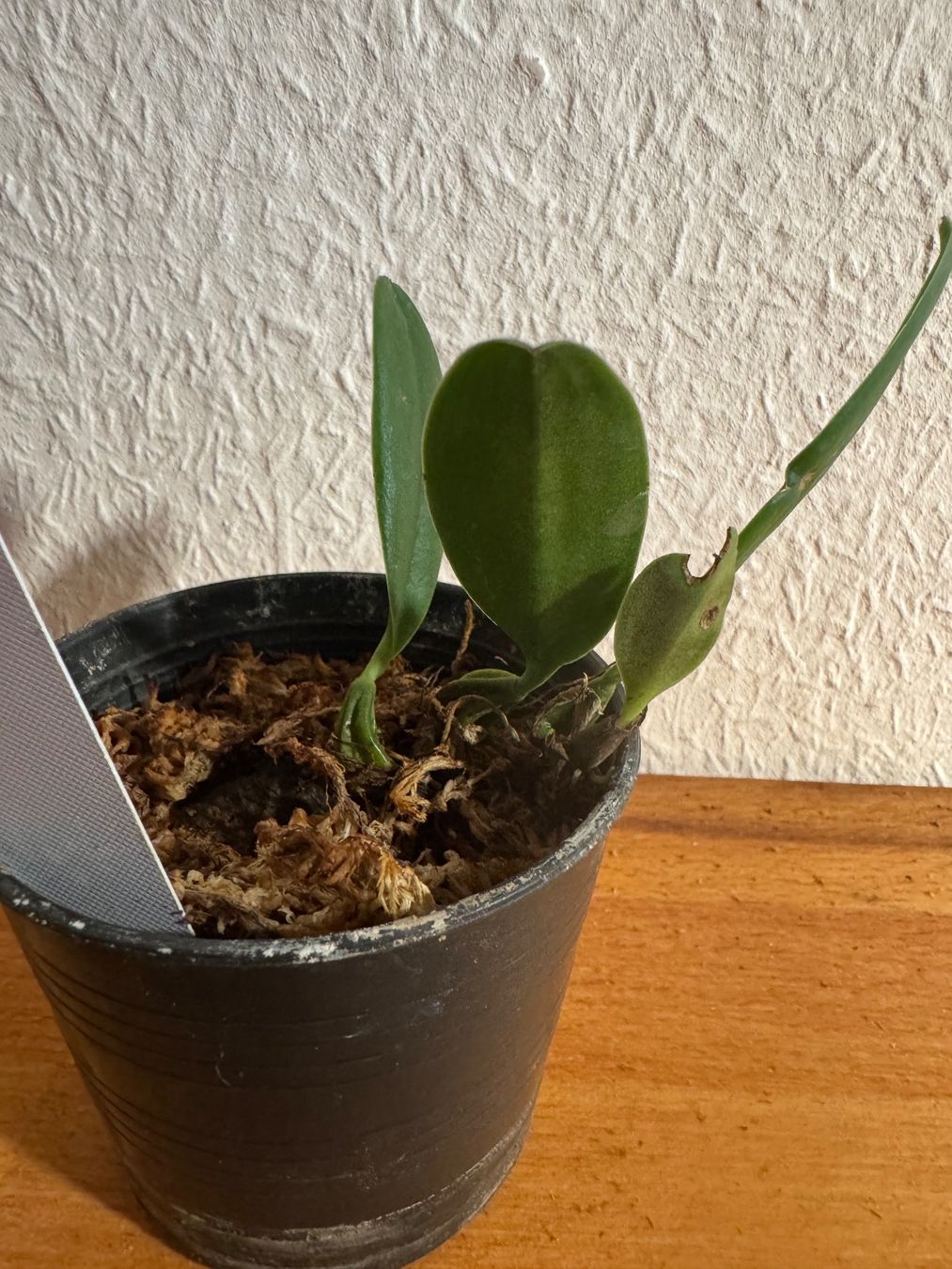 Piante & sementi: Bulbophyllum thiurum – Usato da Männedorf venduto da mrclst 3