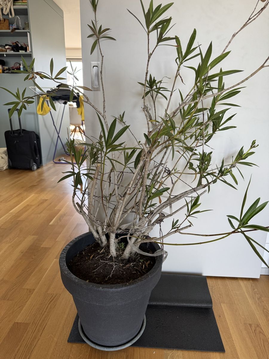 Piante & sementi: Oleander rosa  – Usato da Zürich venduto da hel_6ltj 1