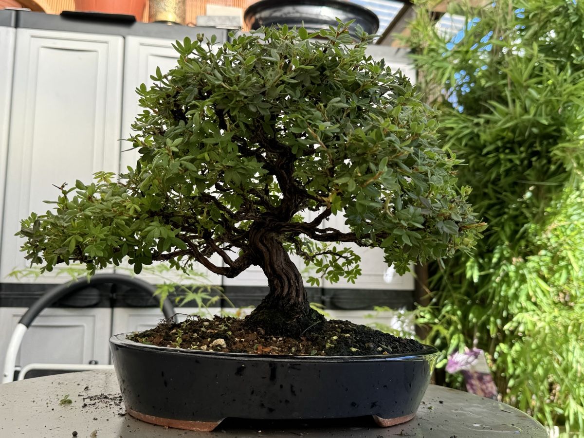 Pflanzen & Samen: Bonsai/Potentilla Fünffingerstrauch – Gebraucht aus Münchwilen TG von baluzi3