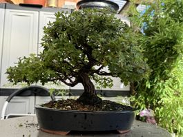 Bonsai/Potentilla Fünffingerstrauch