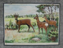 Schulwandbild "Reh, Rehbock" Nils Tiren