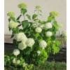 Piante & sementi: Hortensia de Virginie 'Annabelle'  2 PLANTS – Nuovo (secondo la descrizione) da Bremblens venduto da FIBONACCI369 2