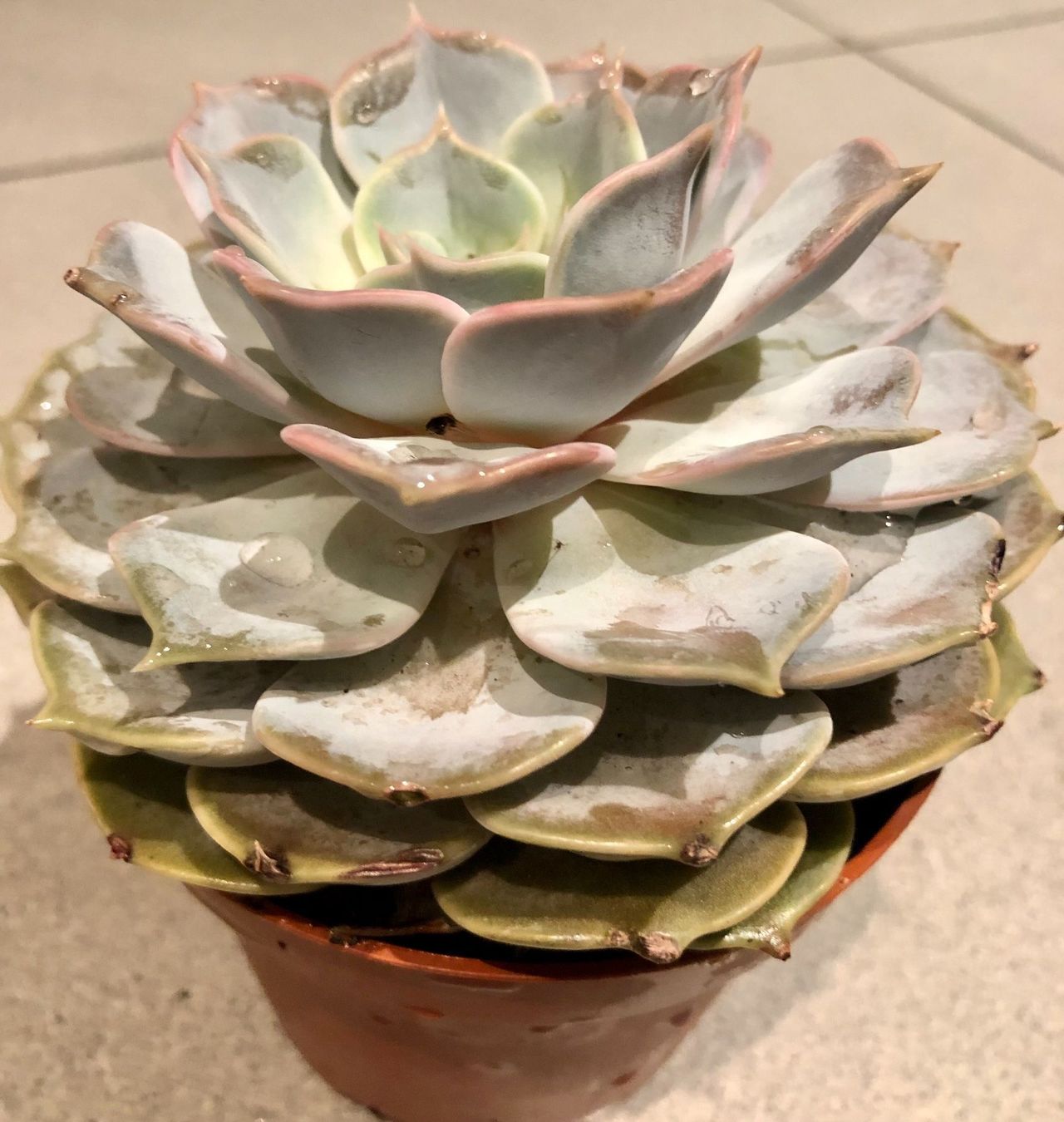 Plantes & graines: Sukkulente  lilacina “GHOST” 20 ↕️ – Neuf avec emballage d'origine à Rovio par POSITIFFARTandPLANTS 2