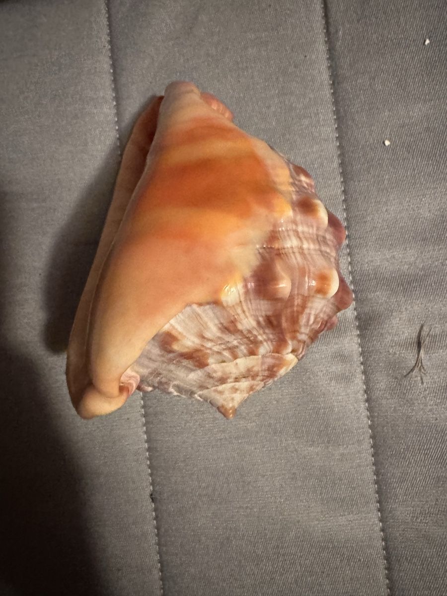 Tutte le decorazioni: Superbe Coquillage Décoratif Rare - – Usato da Martigny venduto da Mrtygn1 1
