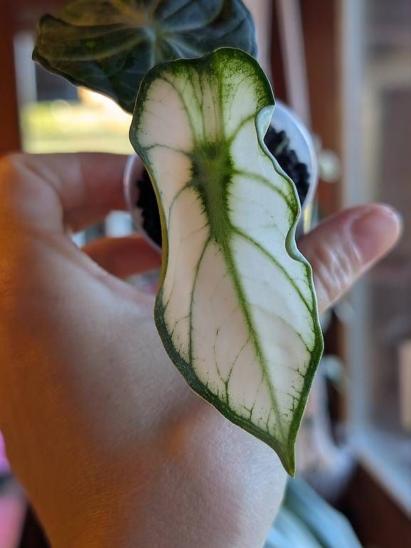 Piante & sementi: Alocasia Ninja White Mutation Variegata – Nuovo (secondo la descrizione) da Faulensee venduto da plantmama 2