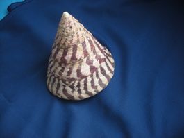 Wunderschöne Muschel Philippinen 11 cm11 cm schwer