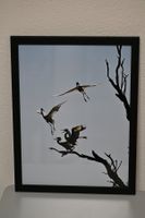🖼️ Gerahmtes Naturfoto – Seidenreiher beim Abflug | 30 × 40