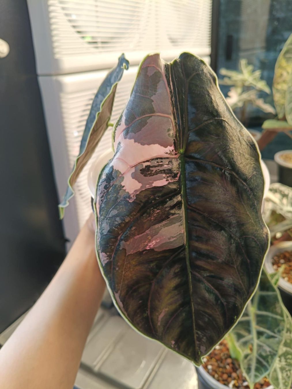 Piante & sementi: Alocasia azlanii true pink – Usato da Crissier venduto da sleepingmouse