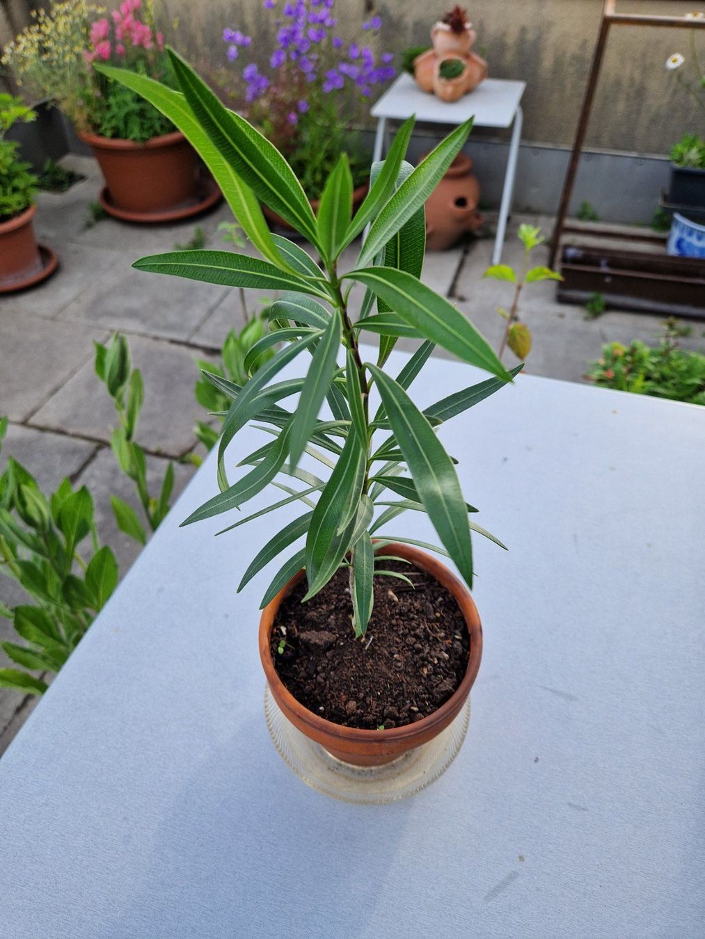 Piante & sementi: Balkon-/Gartenpflanze: Oleander dunkelrosa blühend – Usato da Münchenbuchsee venduto da Aare22