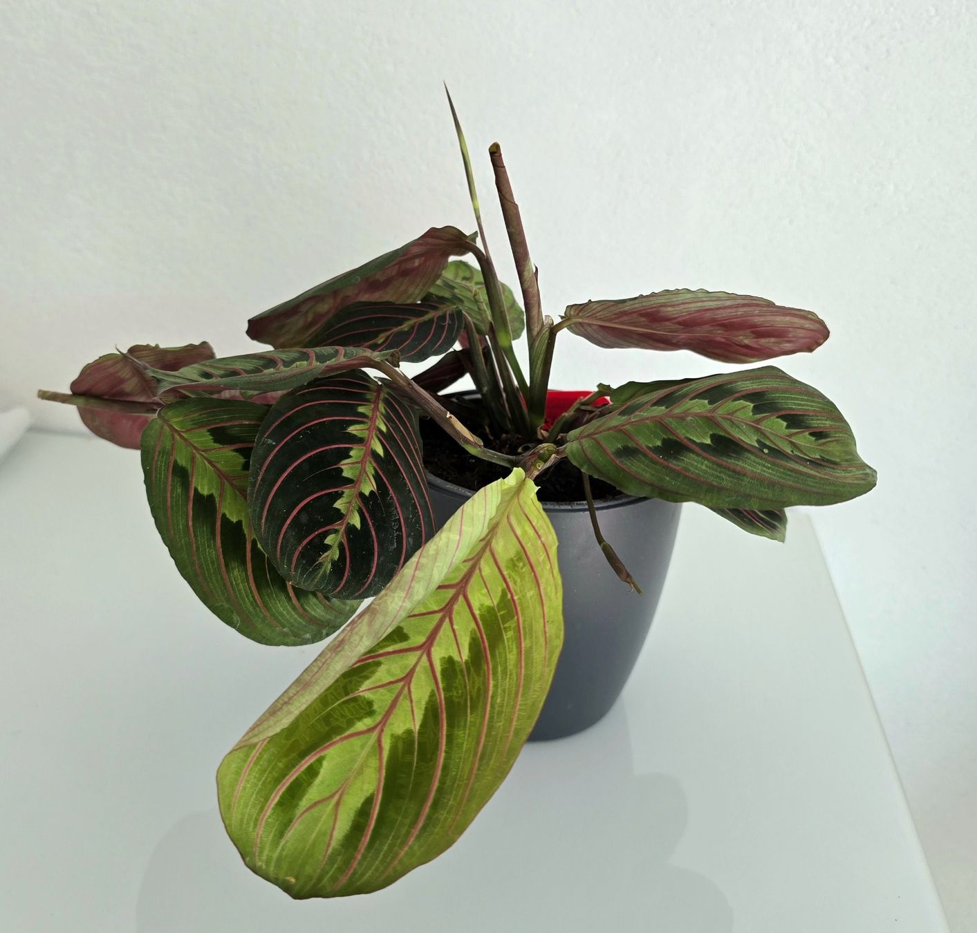 Plantes & graines: Wunderschöne Maranta leuconeura 'Fascinator' (Gebetspflanze) – Neuf (Voir description) à Aarburg par Glitzerschein 3