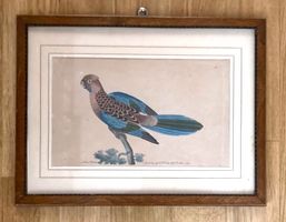 F. P. NODDER - oiseau exotique - eau forte aquarellée 1791