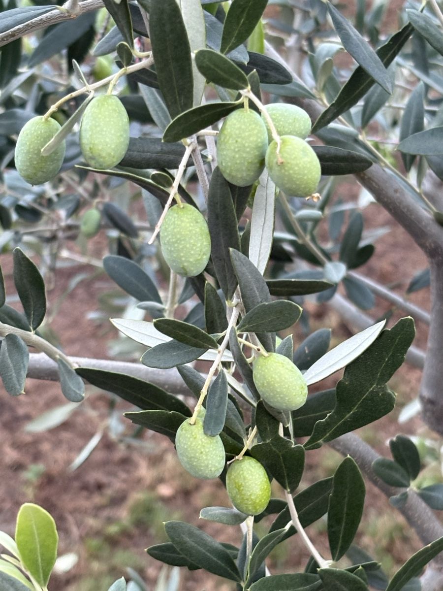 Pflanzen & Samen: Olivenbaum – Neu (gemäss Beschreibung) aus Dinhard von Zappulla 1
