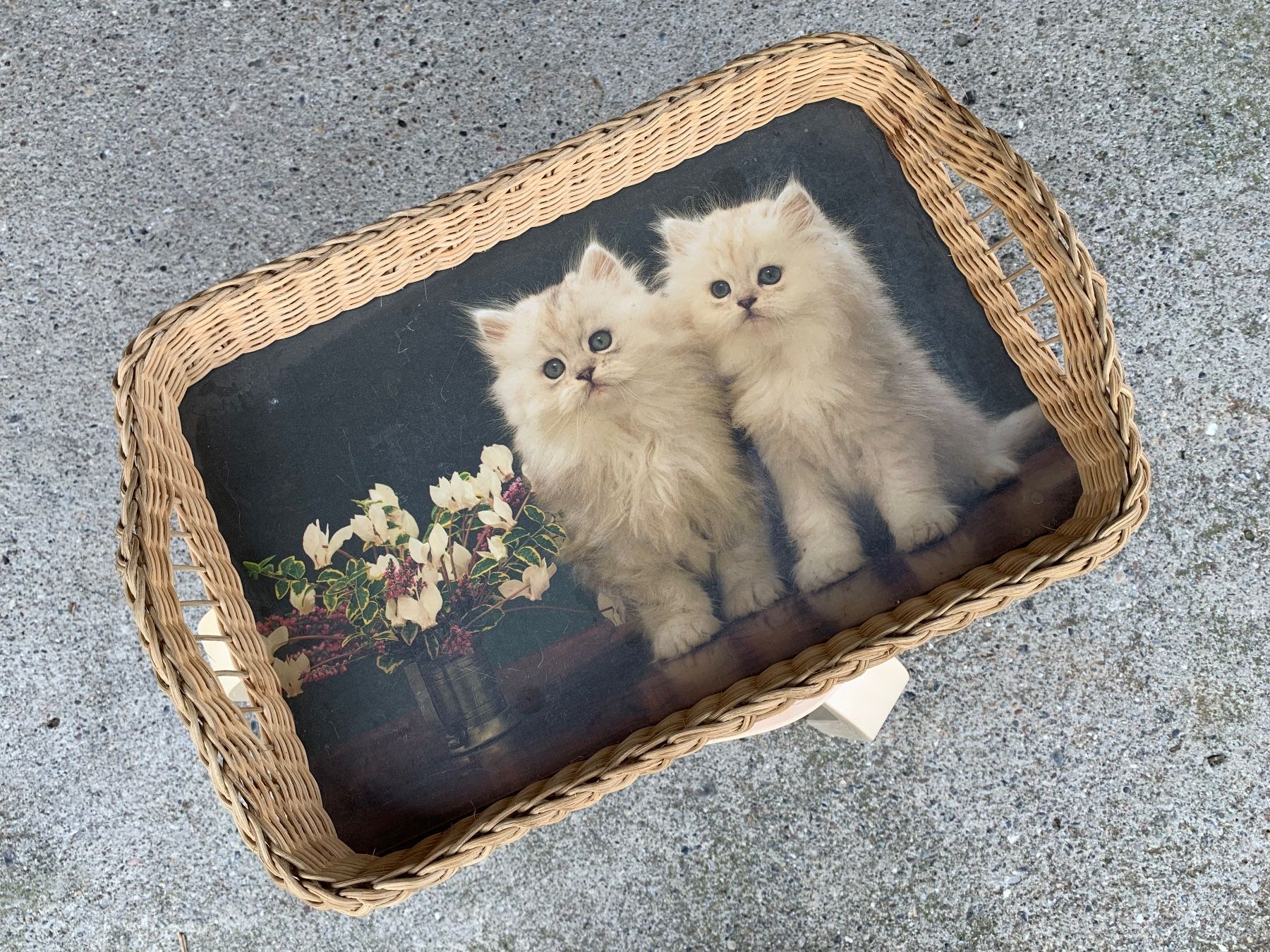 Campanacci mucche: schönes Tablar mit Katzen – Usato da Feldbach venduto da Olive1 1