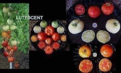 Piante & sementi: TOMATE DE COLLECTION ! LUTESCENT ! 10g – Nuovo (secondo la descrizione) da Bremblens venduto da FIBONACCI369 1
