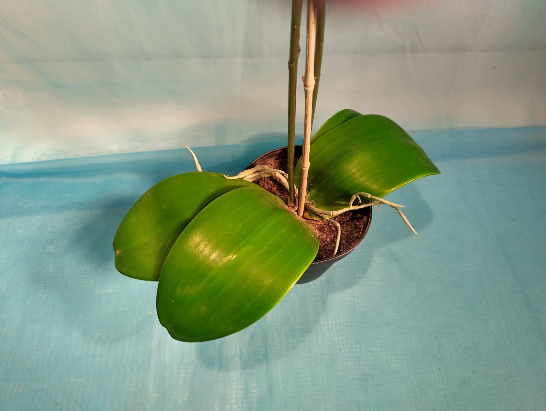 Piante & sementi: Phalaenopsis, rosa , im Topf, IKEA, 60cm – Usato da Bellach venduto da JingleCherry 2