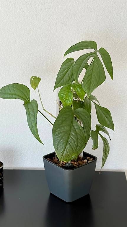 Piante & sementi: Amydrium Medium Silver, 3D-Rankstab, 60cm – Usato da Aadorf venduto da Arkabraa 1
