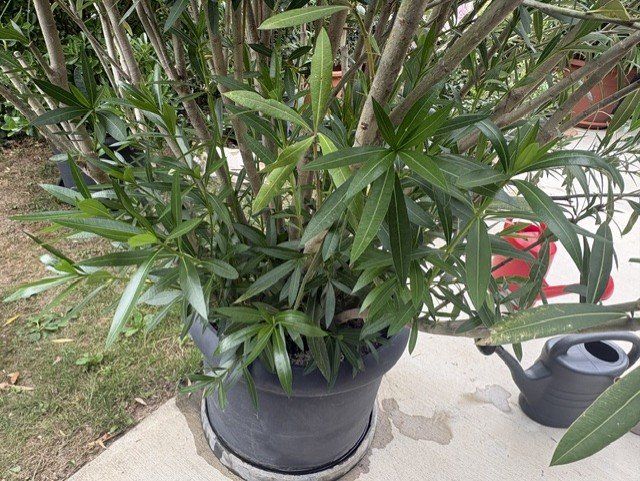 Pflanzen & Samen: gigantischer Nerium oleander ca 2.50 Meter hoch – Gebraucht aus Rafz von KarinKaulfuss 2