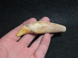 Belle dent d'ours des cavernes, ursus speleus