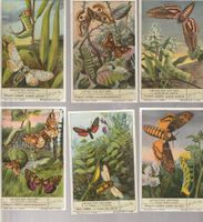 ITALY 6 x Liebig chromo trading cards LEPIDOTTERI NOTTURNI