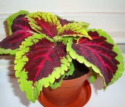 Plantes & graines: Coleus arc-en-ciel 60g – Neuf (Voir description) à Bremblens par FIBONACCI369 2