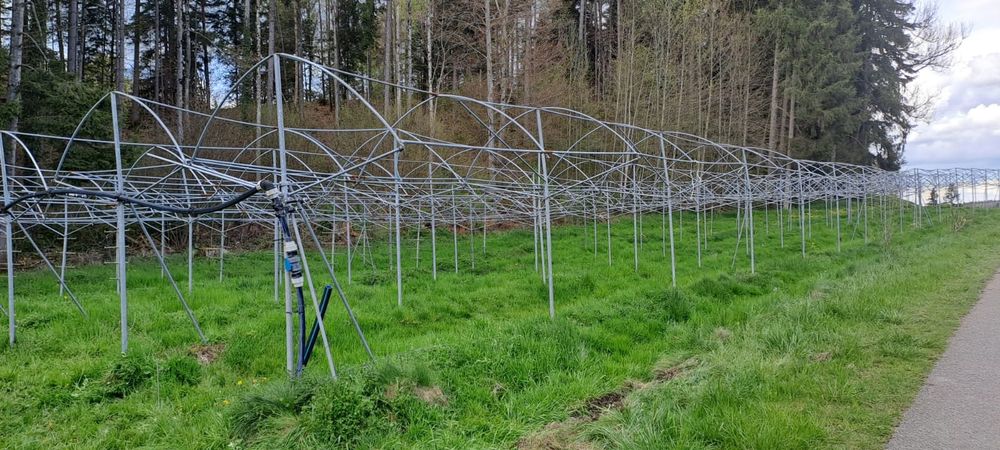 Himbeer Anlage | Kaufen auf Ricardo