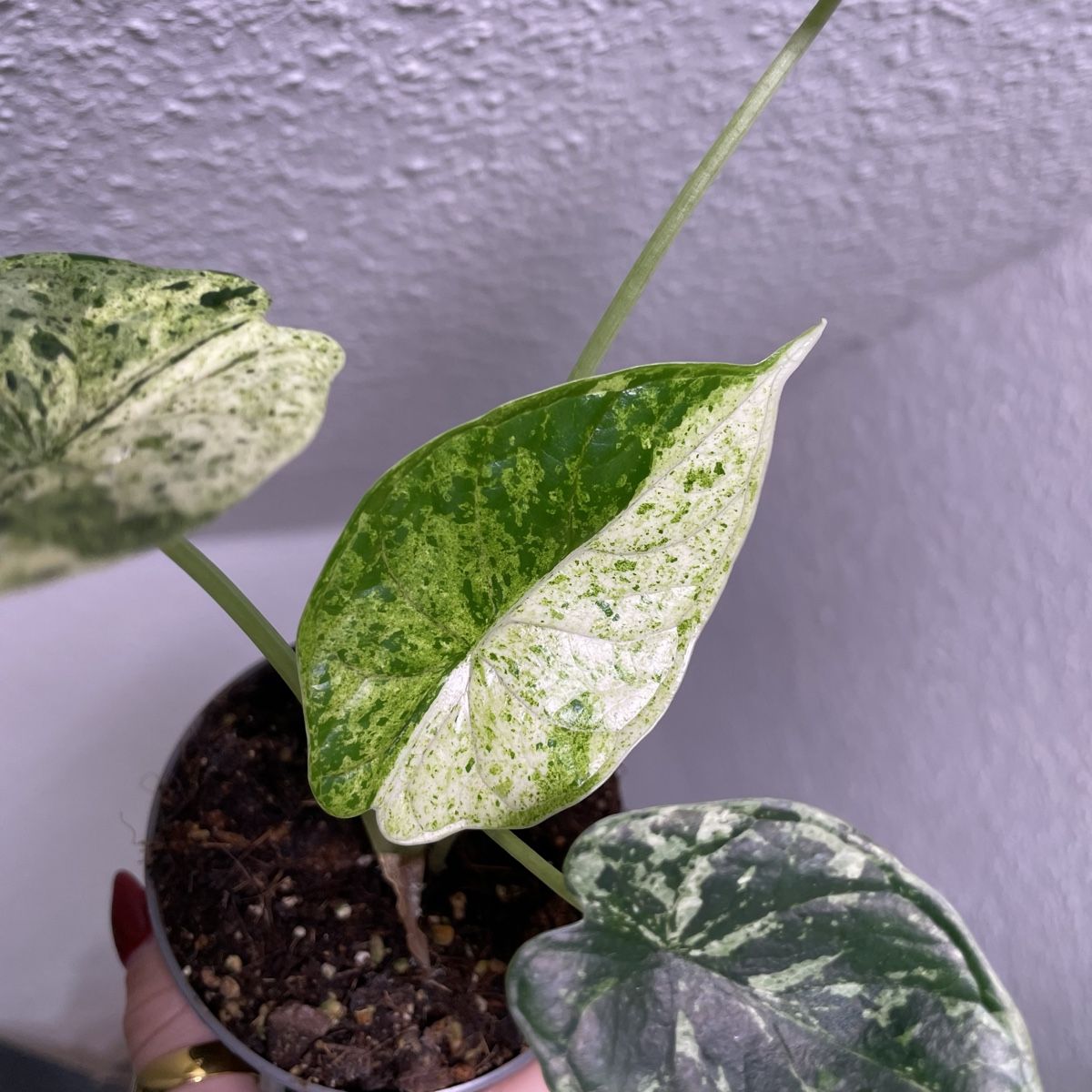 Piante & sementi: Alocasia Dragon Scale Mint variegata – Usato da Suhr venduto da Planted.by.two 1