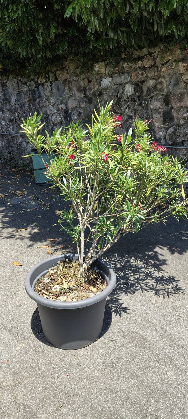 Piante & sementi: Grosser Oleander Rot zu verkaufen – Usato da St.Gallenkappel venduto da lalique