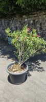 Grosser Oleander Rot zu verkaufen