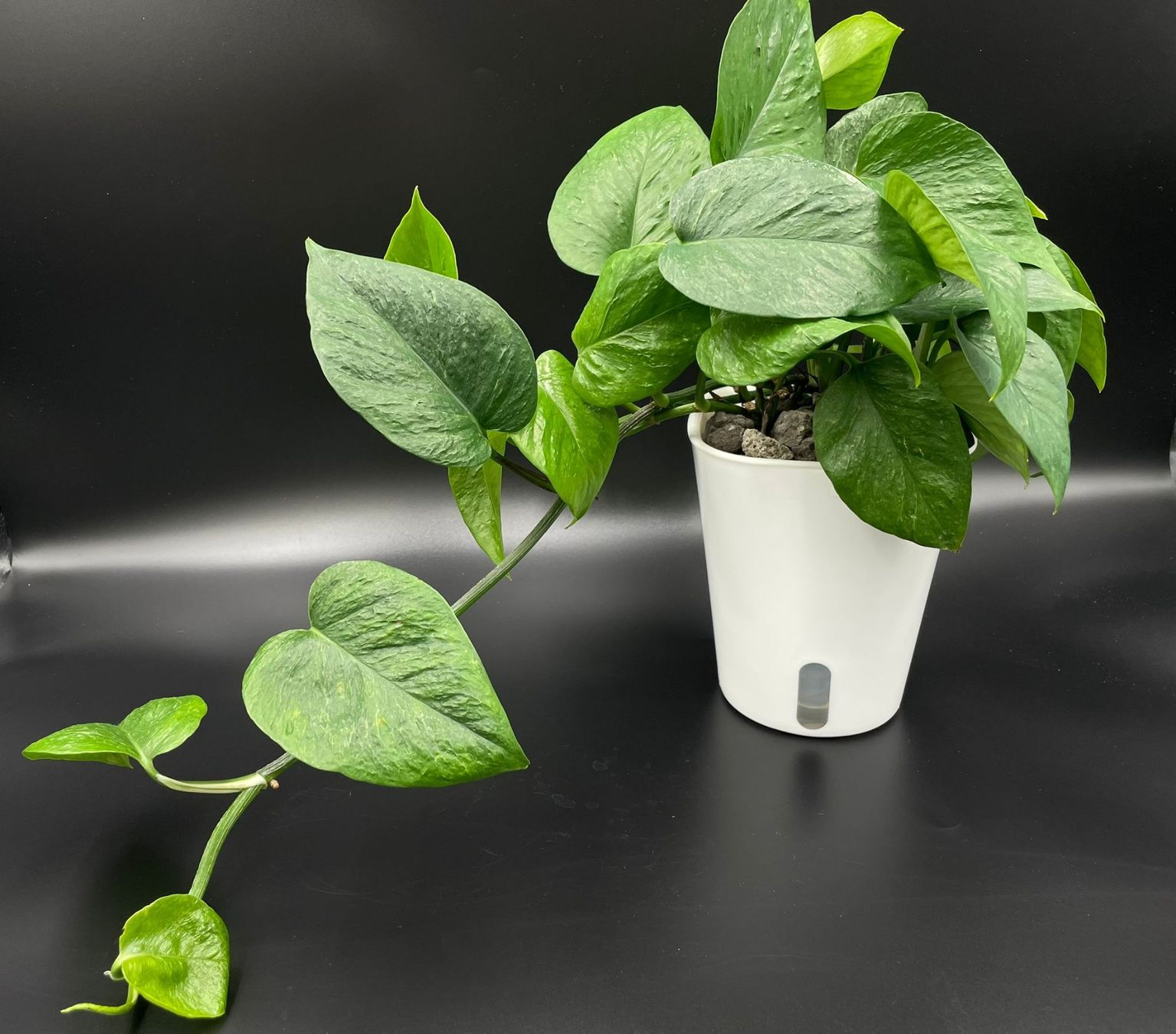 Piante & sementi: Epipremnum aureum 'Teruno Linda' – Nuovo (secondo la descrizione) da Bühler venduto da googelibear