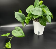 Epipremnum aureum 'Teruno Linda'