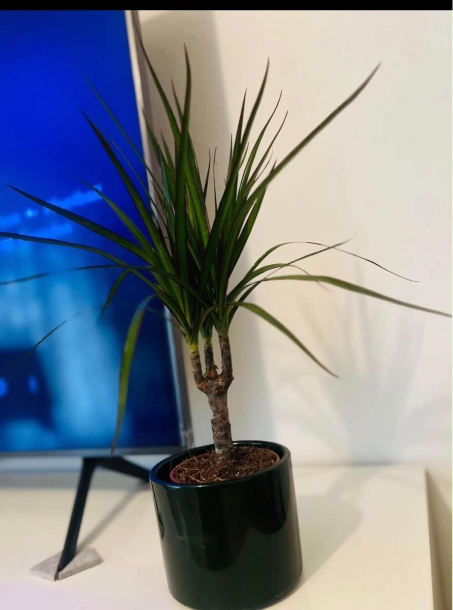 Pflanzen & Samen: Dracaena Marginata Pflanz mit Topf  – Gebraucht aus Gerlafingen von naj_vj8s 2