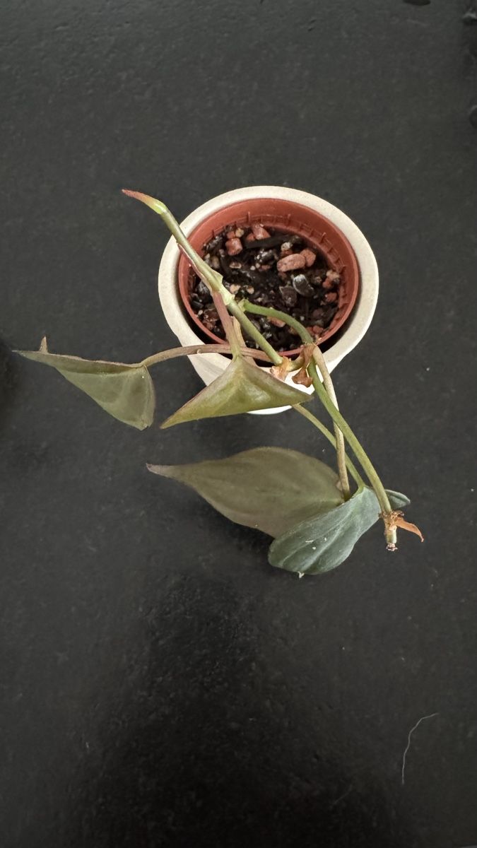 Pflanzen & Samen: Philodendron Micans - Babypflanze #2 – Neu (gemäss Beschreibung) aus Thun von DascheLii