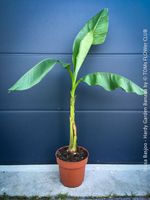 Winterharte Gartenbanane 140cm - Musa Basjoo - Top robust