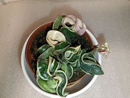 Hoya Compacta Variagata