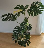 Monstera Thai Constellation Cream, Elho Selbstbewässerung