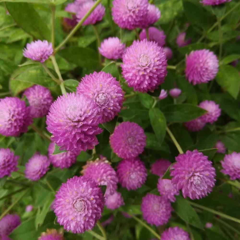 Piante & sementi: 50 Samen Kugelamarant Gomphrena LILAC Samen – Nuovo (secondo la descrizione) da Ehrendingen venduto da VerveinaSamen