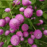 50 Samen Kugelamarant Gomphrena LILAC Samen