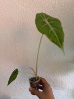 Alocasia Longiloba Silver - ab CHF 1.-🪴
