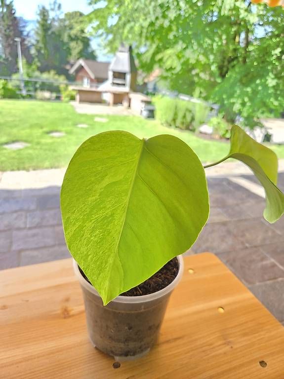 Piante & sementi: Monstera Deliciosa Aurea – Usato da Jona venduto da pau_g7rc 2