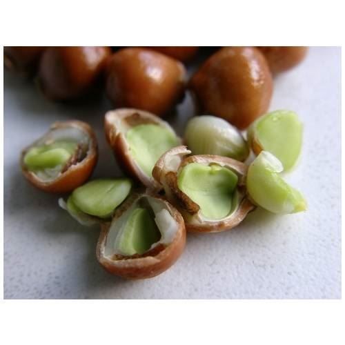 Piante & sementi: Faux-Pistachier  2x  15-20cm – Nuovo (secondo la descrizione) da Bremblens venduto da FIBONACCI369 1