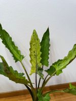 🌱 Alocasia lauterbachiana variegata in Lechuza Pon