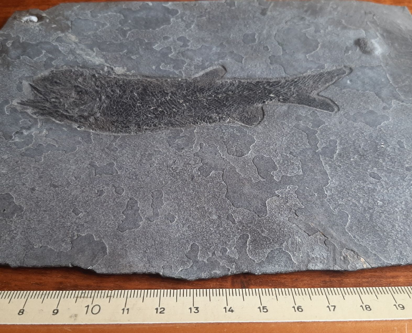 Fossili: Fossiler Fisch Deutschland – Usato da Rickenbach BL venduto da Oktober68 1