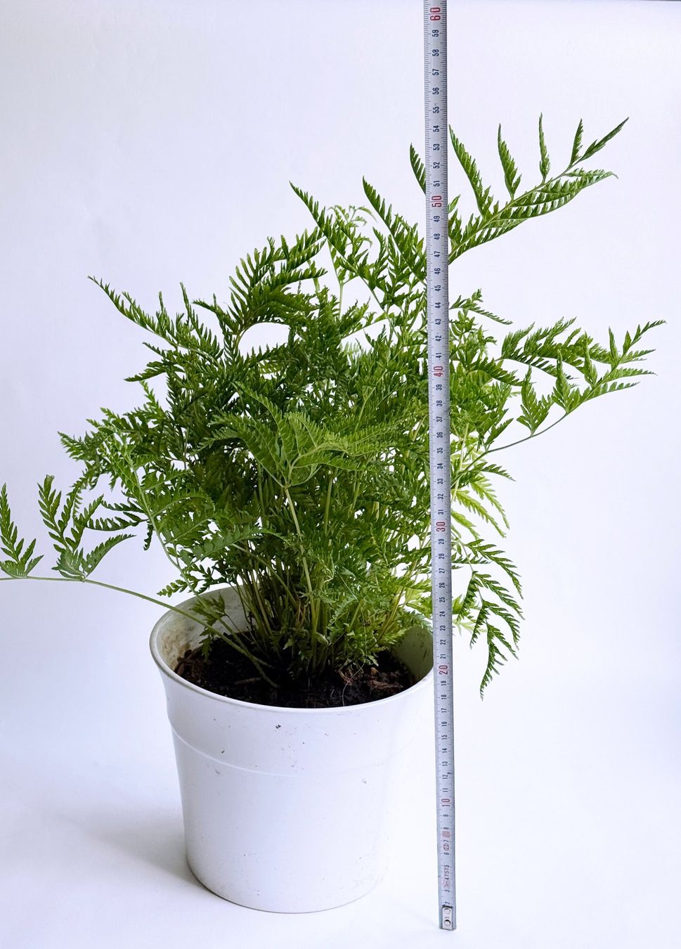 Pflanzen & Samen: Saumfarn***** – Neu (gemäss Beschreibung) aus Dübendorf von Orchid18 3