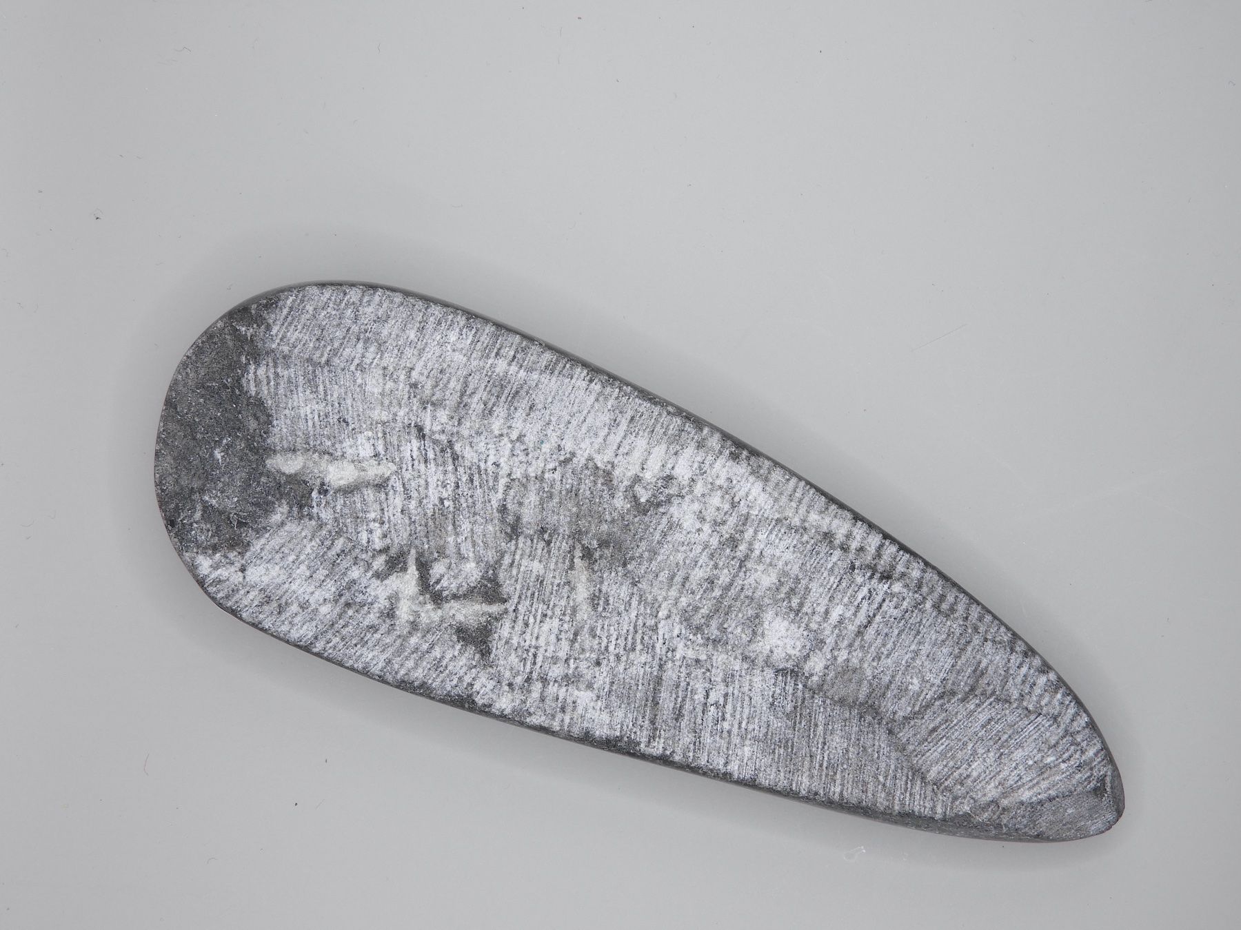 Fossili: Fossil Orthocera 13 cm Einzelstück – Usato da Horw venduto da luzernicus 1