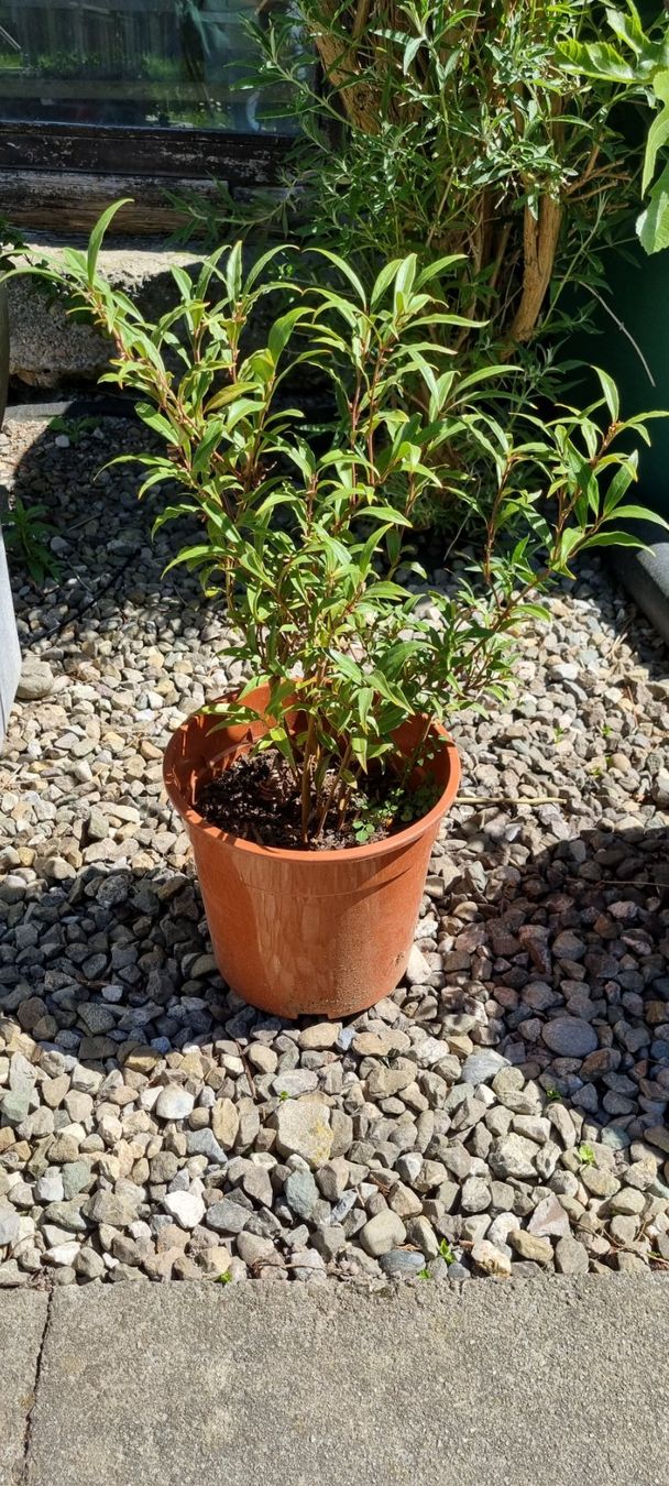 Piante & sementi: Sarcococca digyna im Topf, winterhart, für Garten oder Ba... – Usato da egliswil venduto da Maggy6