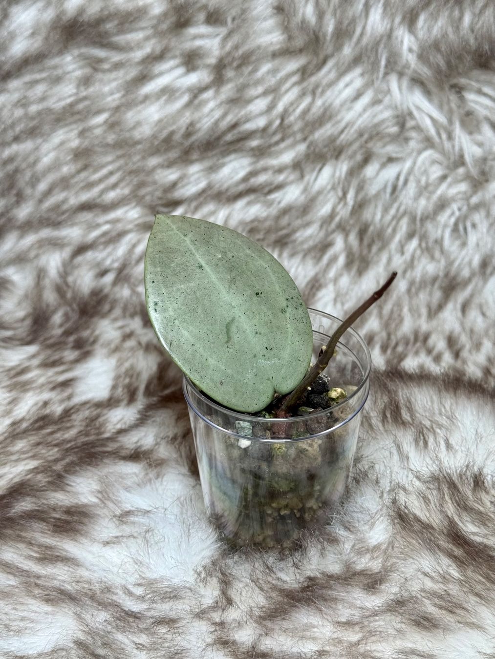 Piante & sementi: Hoya verticillata silver Heart – Nuovo (secondo la descrizione) da Bachenbülach venduto da ilawega