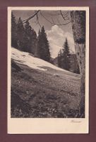 Heimat - SCHIERS - Stels - 1923