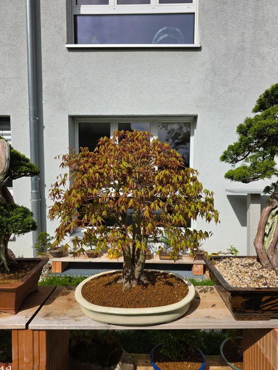 yixing bonsai 16.9