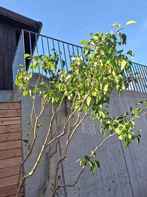 Piante & sementi: Fliederbaum – Nuovo e nell'imballaggio originale da Kirchberg SG venduto da sba_6r6q 2